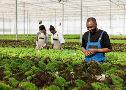 icon-vegetable-farming