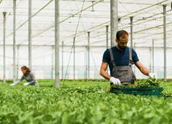 icon-vegetable-worker